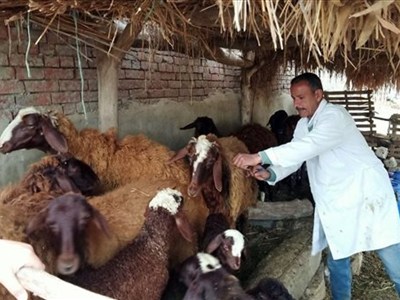 الزراعة: تحصين مليون رأس ماشية في الأسبوع الأول للحملة القومية ضد الجلد العقدي وجدري الأغنام