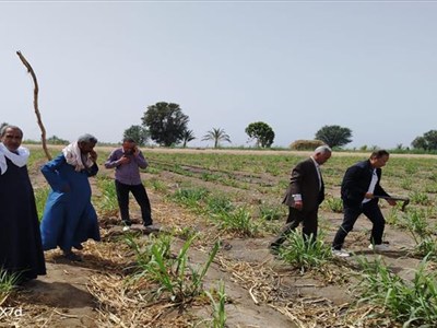 وكيل «زراعة قنا»: انتظام توريد القصب بمصانع المحافظة وحملات لمتابعة سلامة المحاصيل