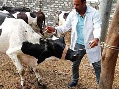 تحصين أكثر من 20 ألف رأس ماشية خلال الأسبوع الأول من الحملة القومية بالوادي الجديد