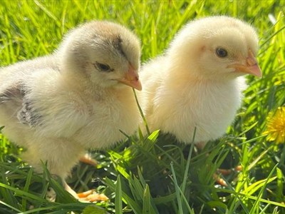 أسعار الكتاكيت في بورصة الدواجن اليوم الثلاثاء 7-4-2026