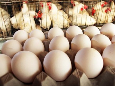 سعر كرتونة البيض اليوم الثلاثاء 7-4-2026 في بورصة الدواجن وللمستهلكين