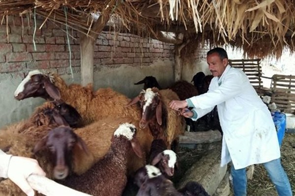 الزراعة: تحصين مليون رأس ماشية في الأسبوع الأول للحملة القومية ضد الجلد العقدي وجدري الأغنام