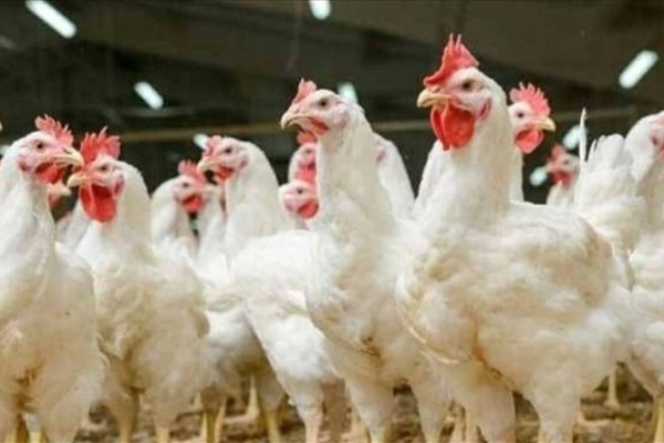 قبل عيد القيامة | ارتفاع جديد في أسعار الفراخ البيضاء اليوم الثلاثاء 7 أبريل 2026.. كم سجل الكيلو؟