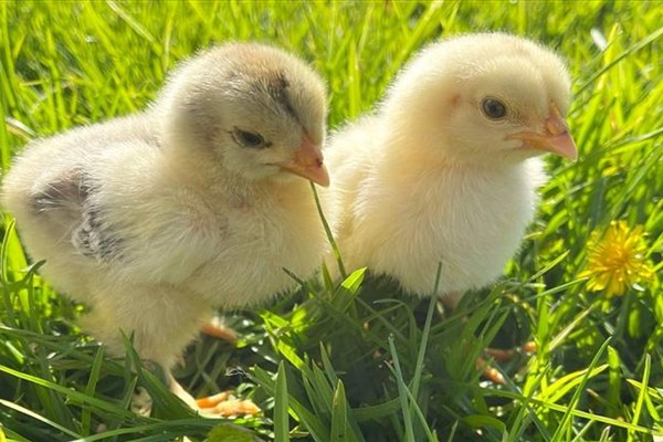 أسعار الكتاكيت في بورصة الدواجن اليوم الثلاثاء 7-4-2026